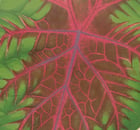 Caladiu Bicolor Splandens Poster Caladiu Bicolor Splandens Poster